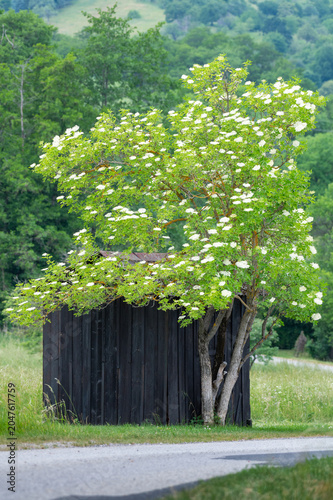 blooming elderberry near a wooden hut, Burgenland
