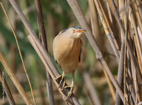 Photos An adult male Little Bittern (Ixobrychus minutus) in breeding plumage clambering alertly between vertical dry reed stalks in a wetland