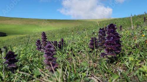 Ajuga orientalis (Eastern bugle), a wild Lamiaceae flower growing on rocky, dry slopes in scrub and woodland habitats, valued for its natural beauty and ecological significance.