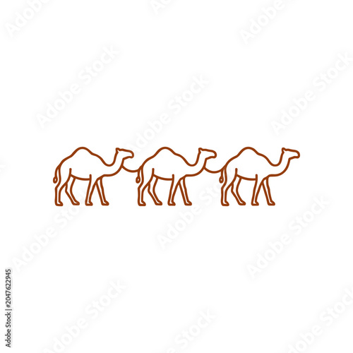 Photography Three camels walking in line formation.