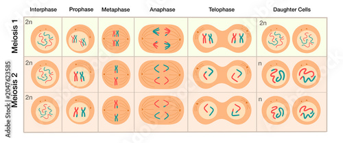 Foto Meiosis cell division diagram showing stages of meiosis 1 and meiosis 2