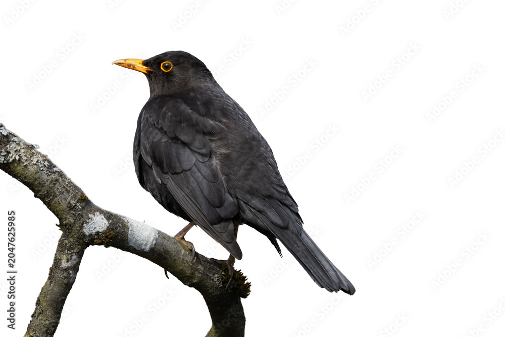 Fototapeta premium blackbird isolated on white background