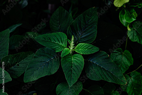 green leaves in the garden