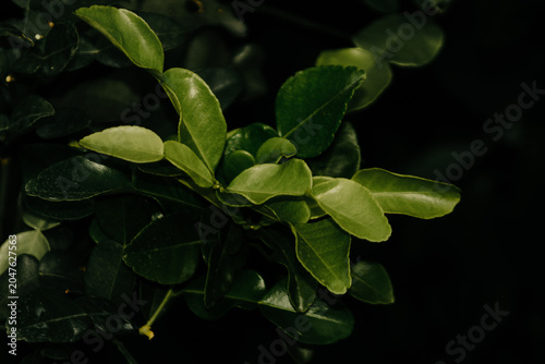 close up of green leaves