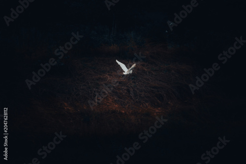 flying in the sky