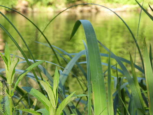 Obraz na plátne A close-up of tall grasses swaying gently by the water’s edge