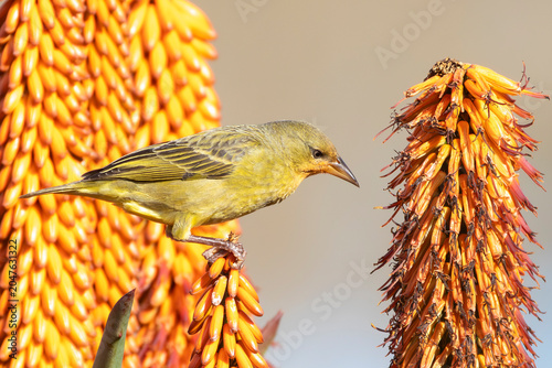 Obraz na płótnie Female Cape Weaver (Ploceus capensis) foraging on aloes for nectar, Robertson, W