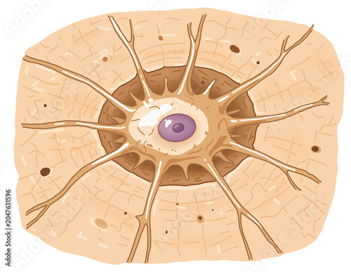 Osteocyte Cell in Bone Matrix Illustration
