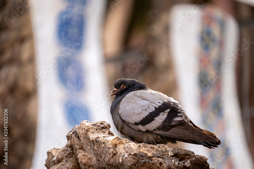Pigeon Perched on Rock at Park Güell Barcelona Spain
