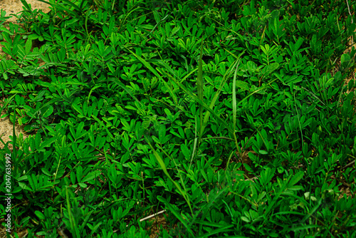 green grass texture