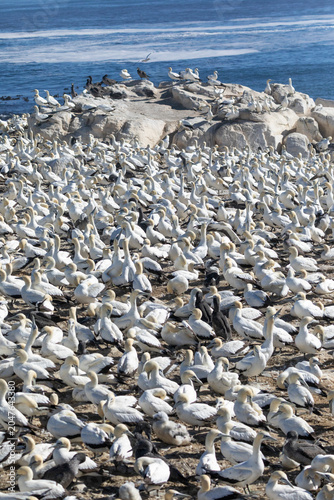 Fotografie Cape Gannet (Morus capensis) breeding colony on Bird Island, Lamberts Bay, West