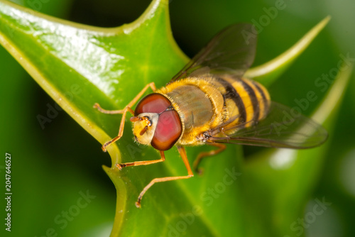 Photos A common syrphid hoverfly, Syrphus vitripennis on holly leaf, extreme close up f