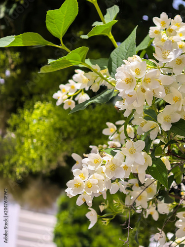White Mock Orange Blossoms In Summer Garden