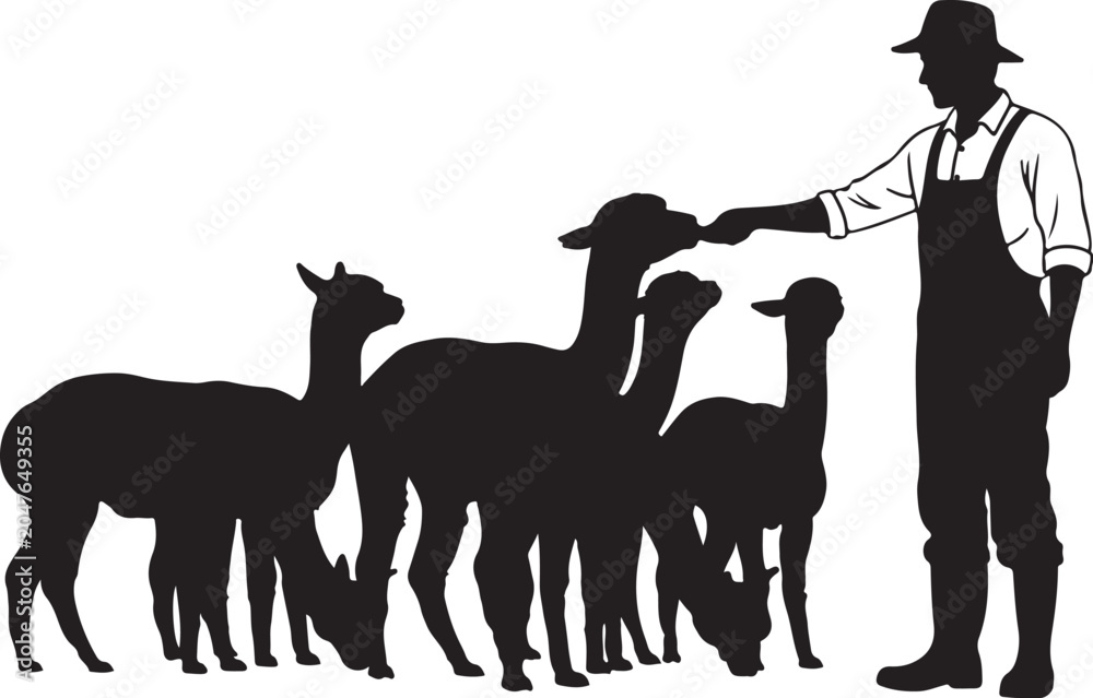 Fototapeta premium Man feeding alpacas farm animals silhouette