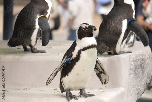 Foto Cape penguins walking outdoors