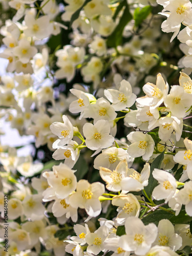 Abundant White Mock Orange Blossoms On Shrub