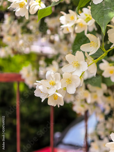 White Mock Orange Flowers With Soft Garden Background