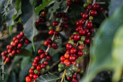 Ramas de Café vermelho no pé, Cafezal Sul de Minas Gerais, Brasil