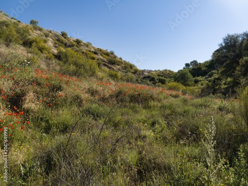 Εκτύπωση καμβά Wildflowers bloom in a valley during spring near a hillside with clear sky and b