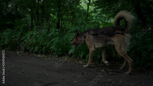 A dog being walked on a leash along a quiet suburban path with lush green trees and nature