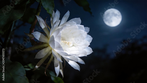 White night-blooming flower under full moon