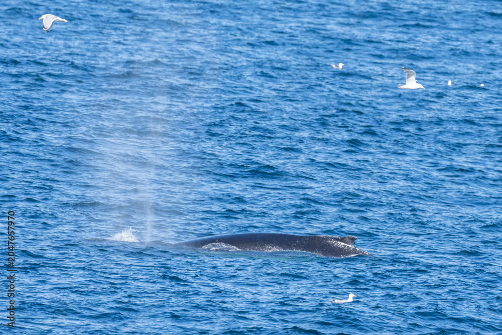 Fototapeta premium humpback whale tail