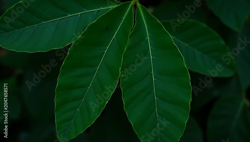 Close up of vibrant green leaves with detailed veins in natural light.