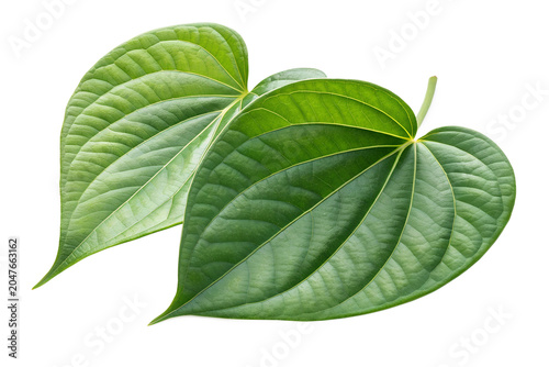 Two Fresh Green Betel Leaves Overlapping Front View Isolated on White Background – High-Resolution Hyper-Realistic Piper Betle Leaf Composition for Cultural, Medicinal, and Paan Product Graphic Design