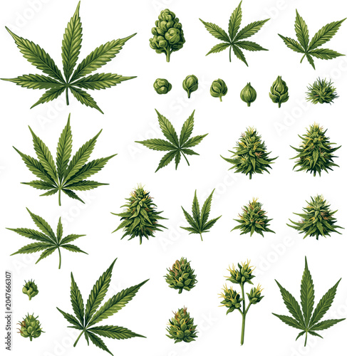 Cuadro en lienzo Cannabis plant and marijuana leaf collection illustration, botanical hemp vector