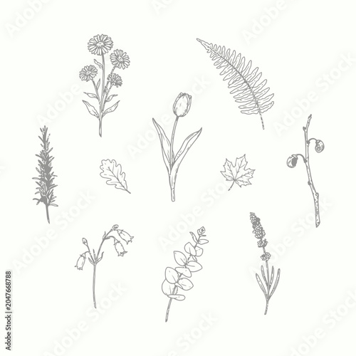 Hand Drawn Botanical Floral Sketch Collection Minimal Line Art Vector Set