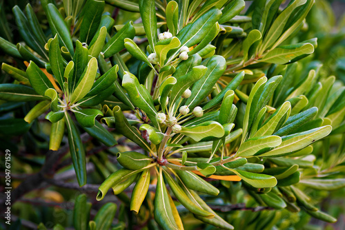 Картината върху платно Pittosporum Shrub With Green Fruit Buds