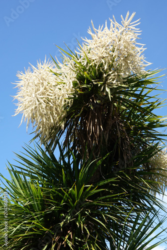 Blossom on top of a Cabbage Palm, England, UK