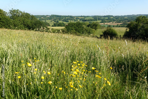 View over grassland meadow filled with yellow buttercups in spring, Burwash, High Weald, East Sussex, England, United Kingdom, Europe