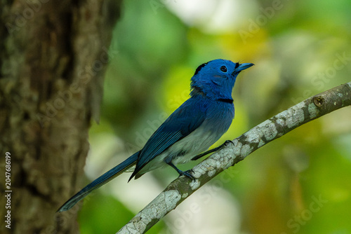 Black-naped Monarch (Hypothymis azurea) flycatcher parents bird is building a nest.Close up of beautiful blue bird in real nature in Thailand.