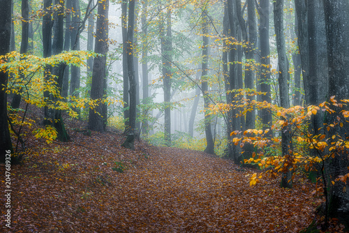 View of a foggy autumn forest with tall tree trunks and yellow leaves on branches in Wiezyca, Pomeranian Voivodeship, Poland.