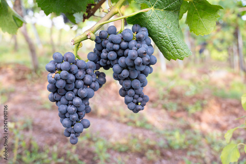Photos Blue grapevine, Pinot Noir grapes growing on vine, vineyard in Trier, Moselle Va