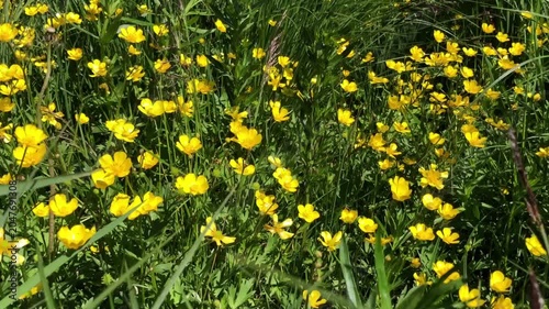 Buttercups are yellow flowers growing in wet meadows and are considered poisonous plants