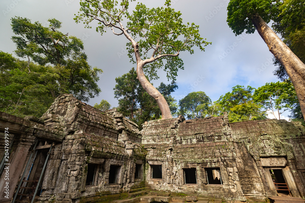Fototapeta premium Weathered stone gallery walls and windows beneath trees at Ta Prohm temple in Cambodia