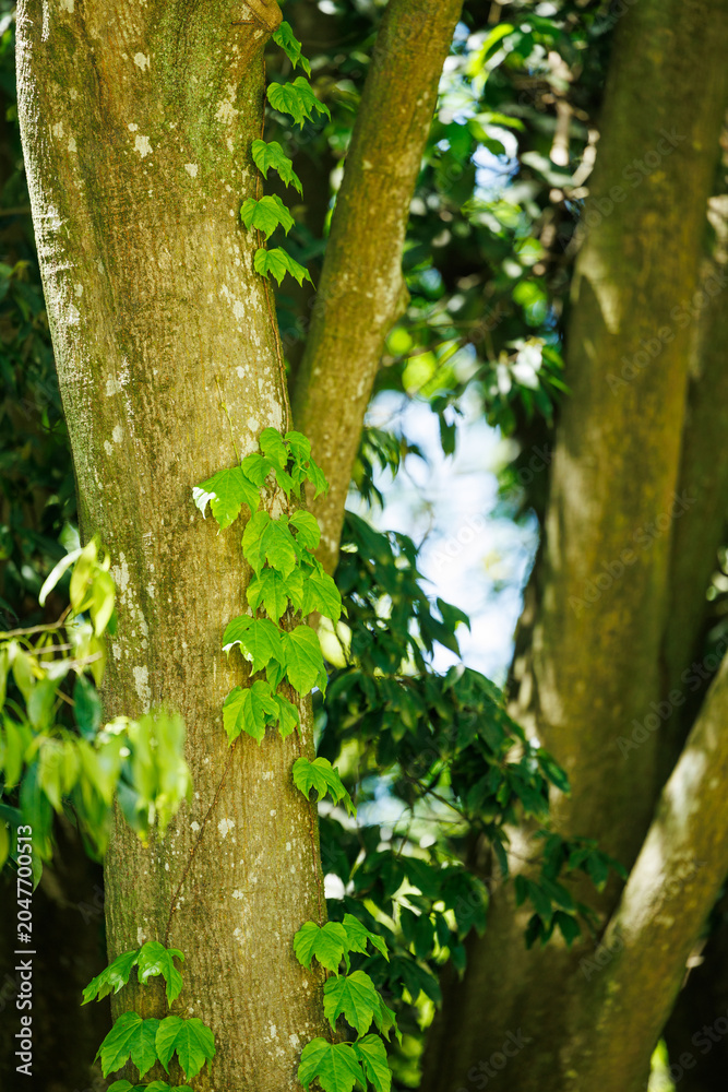 Fototapeta premium Green ivy leaves growing on a tree trunk in the forest