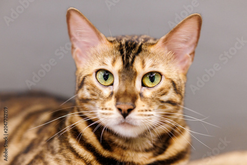 Obraz na plátně Close-Up Portrait of a Bengal Cat with Vivid Green Eyes and Golden Spotted Coat