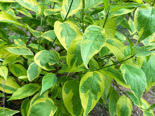 Variegated dogwood or Cornus alba leaves close-up