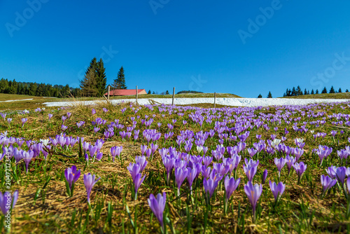 Krokusse - Allgäu - Oberstaufen - Hündle - Schnee - Frühling