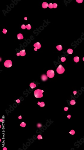 realistic pink rose petals falling isolated alpha channel animation, romantic flower valentine love and marriage vertical social media motion design element