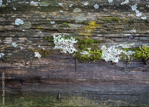 Weathered wood texture with moss and lichen, natural detail.