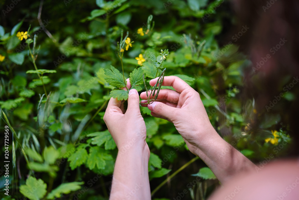 Obraz premium Woman hands exploring green leaves and forest plants. unrecognizable person