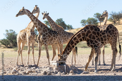 Tableau sur toile Tower of Cape or South African Giraffes (Giraffa camelopardalis giraffa) at wate