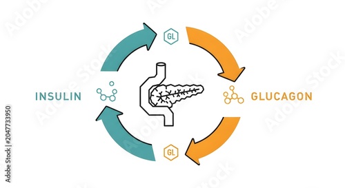 Diagram illustrating the cyclical regulation of blood sugar by the pancreas through the hormones insulin and glucagon.