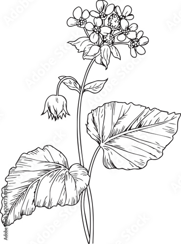 Intricate botanical engraving of flowering buckwheat plant with large leaves and delicate blossoms.