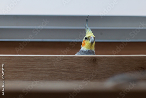 Bild auf Leinwand Curious cockatiel parrot peeking out from behind a wooden shelf