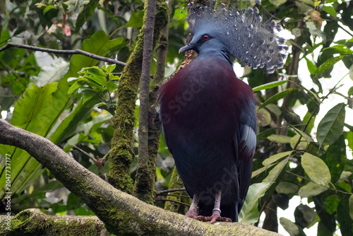 a Victoria crowned pigeon with beautiful feathers